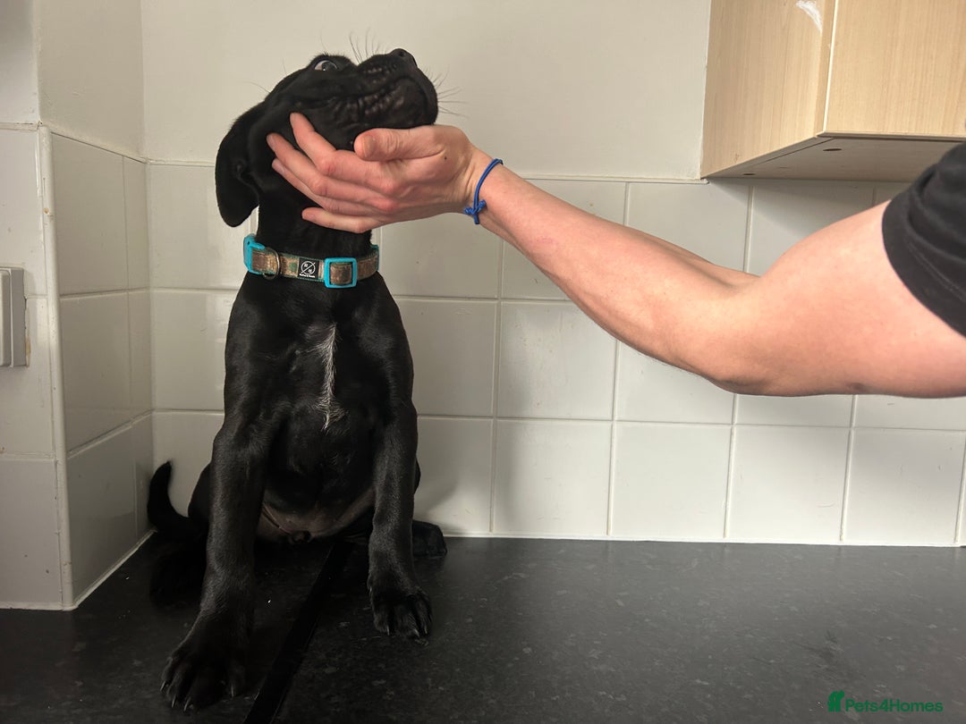 Cane Corso dogs for sale: Cane corso puppies  - Image 7
