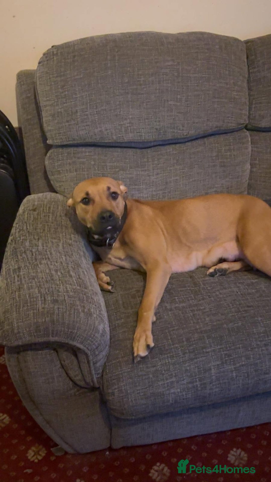 Mixed Breed dogs for sale: English mastiff x border collie puppies - Advert 4