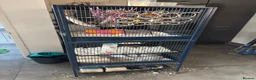 Rat rodents for sale: 2 lovely rats for sale in Farnham - Advert 3