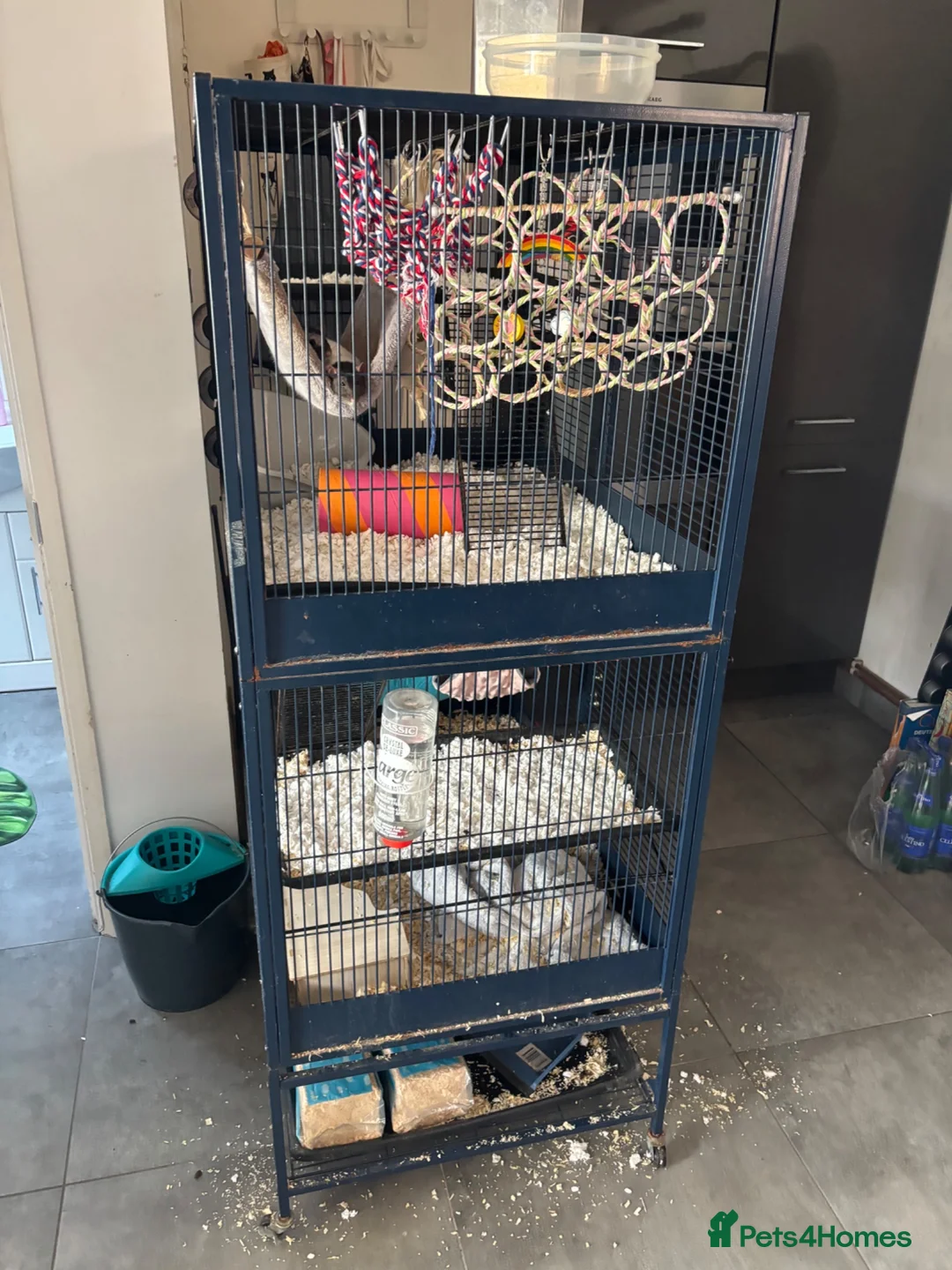 Rat rodents for sale: 2 lovely rats for sale in Farnham - Advert 3