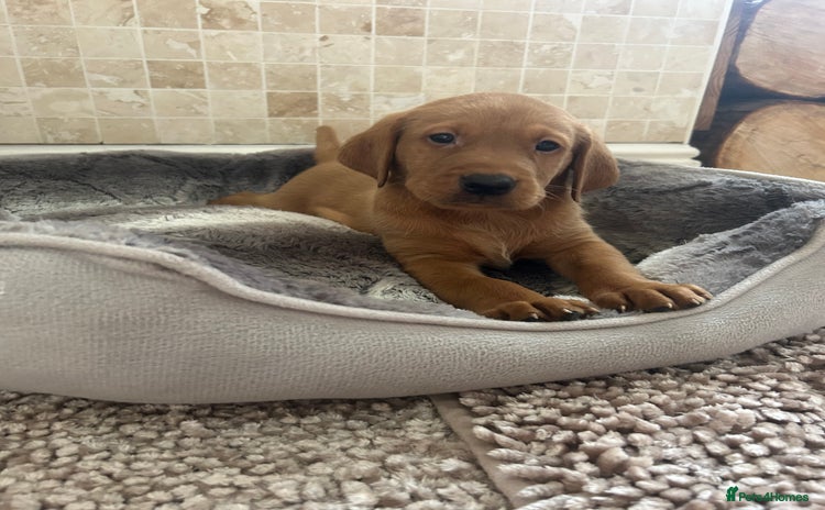 Labrador Retriever dogs - Advert 15