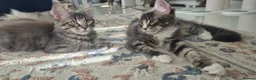 Maine Coon cats for sale: Paradaiseforyou Maine Coon Boys AVAILABLE (Large) - Advert 5