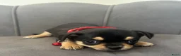 Chihuahua dogs for sale: KC Reg Chihuahua Pups - Advert 15