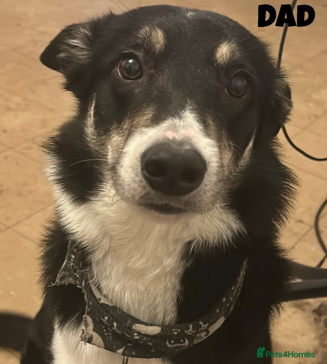 Mixed Breed dogs for sale: Puppies For Sale!  - Image 13