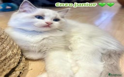 Ragdoll cats for sale: 💖Beautiful Ragdoll💖 Tica register  - Image 31