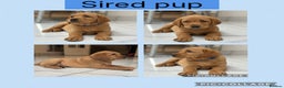 Labrador Retriever dogs for stud: KC reg champagne Labrador stud (silver carrier)  - Advert 10