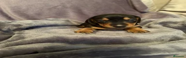 Miniature Dachshund Puppy 1