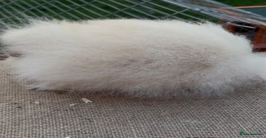 Guinea Pig rodents - Advert 7