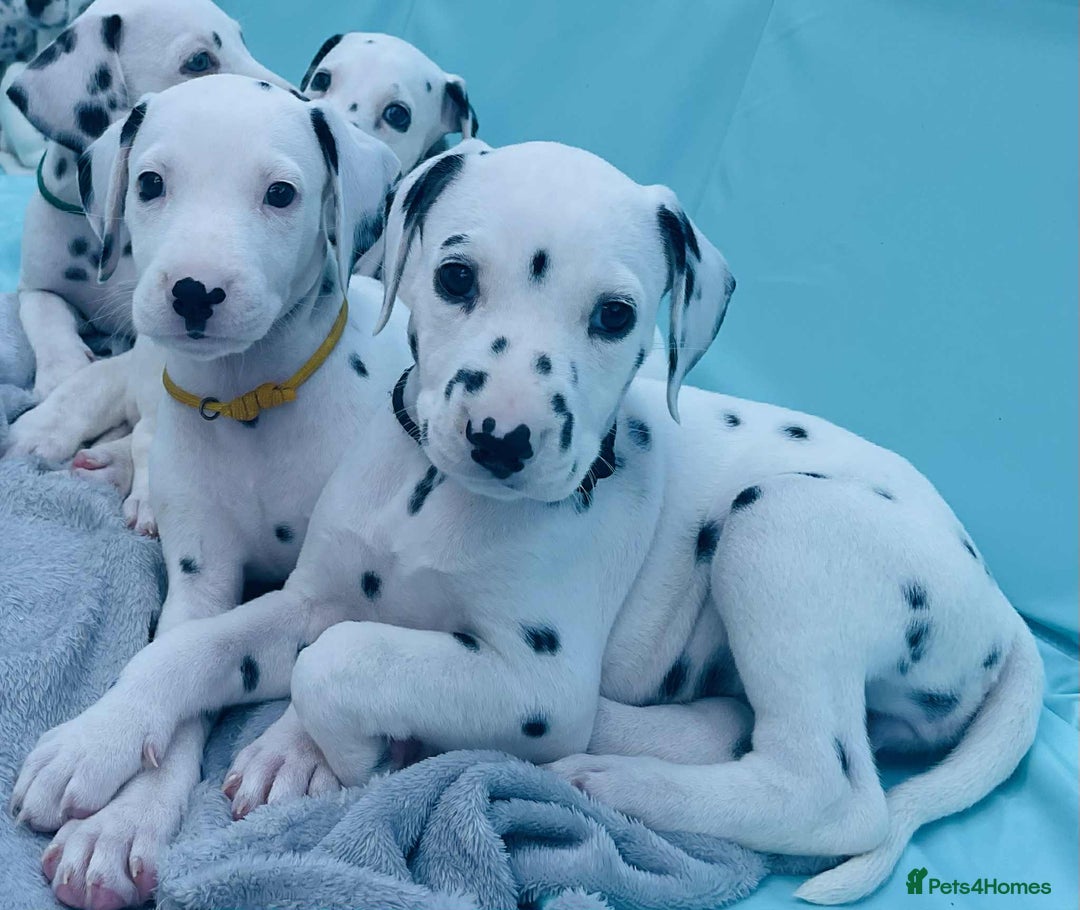 Dalmatian dogs for sale: Dalmatian puppies  - Image 20