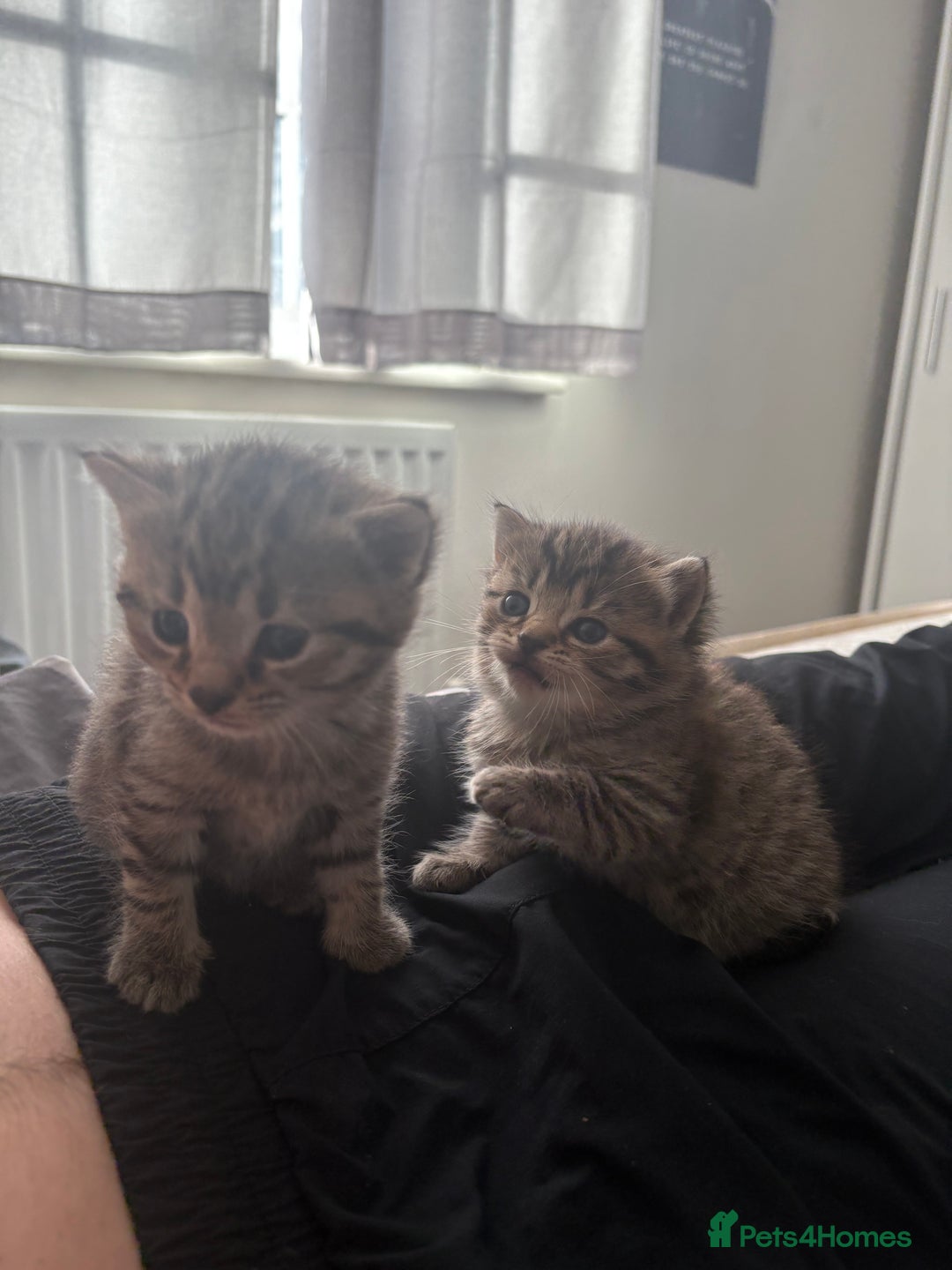 Siberian cats for sale: Beautiful British short hair x kittens  - Advert 9