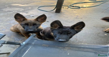 German Shepherd dogs - Advert 15