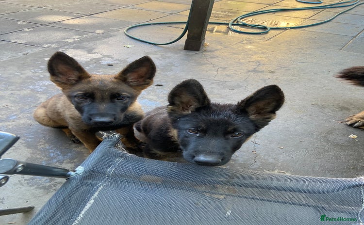 German Shepherd dogs - Advert 3