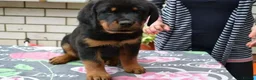 Rottweiler dogs for sale: jahxs saspdm Rottweiler pups for sale in Brighouse - Advert 6