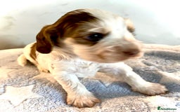 Cocker Spaniel dogs for sale: Fully health tested KC Cocker Spaniel puppies - Image 16