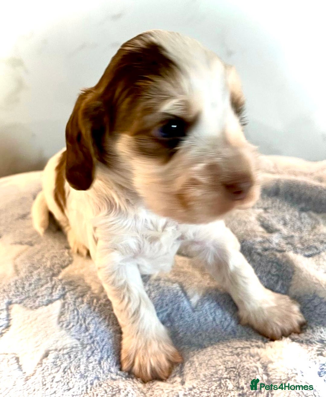 Cocker Spaniel dogs for sale: Fully health tested KC Cocker Spaniel puppies - Image 16