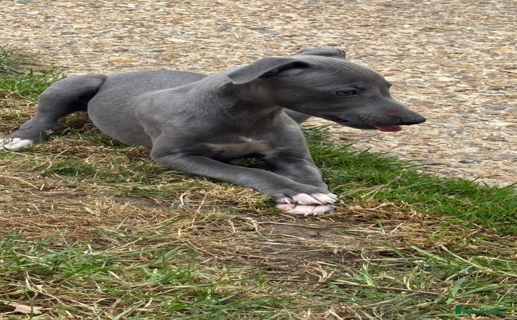 Whippet dogs - Advert 2