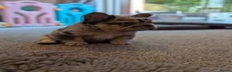 French Bulldog dogs for sale: Little lilo and the one and only Atlas litter in Mitcham - Advert 22