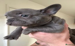 French Bulldog dogs for sale: Gorgeous litter of 4 blue French bulldogs - Advert 14