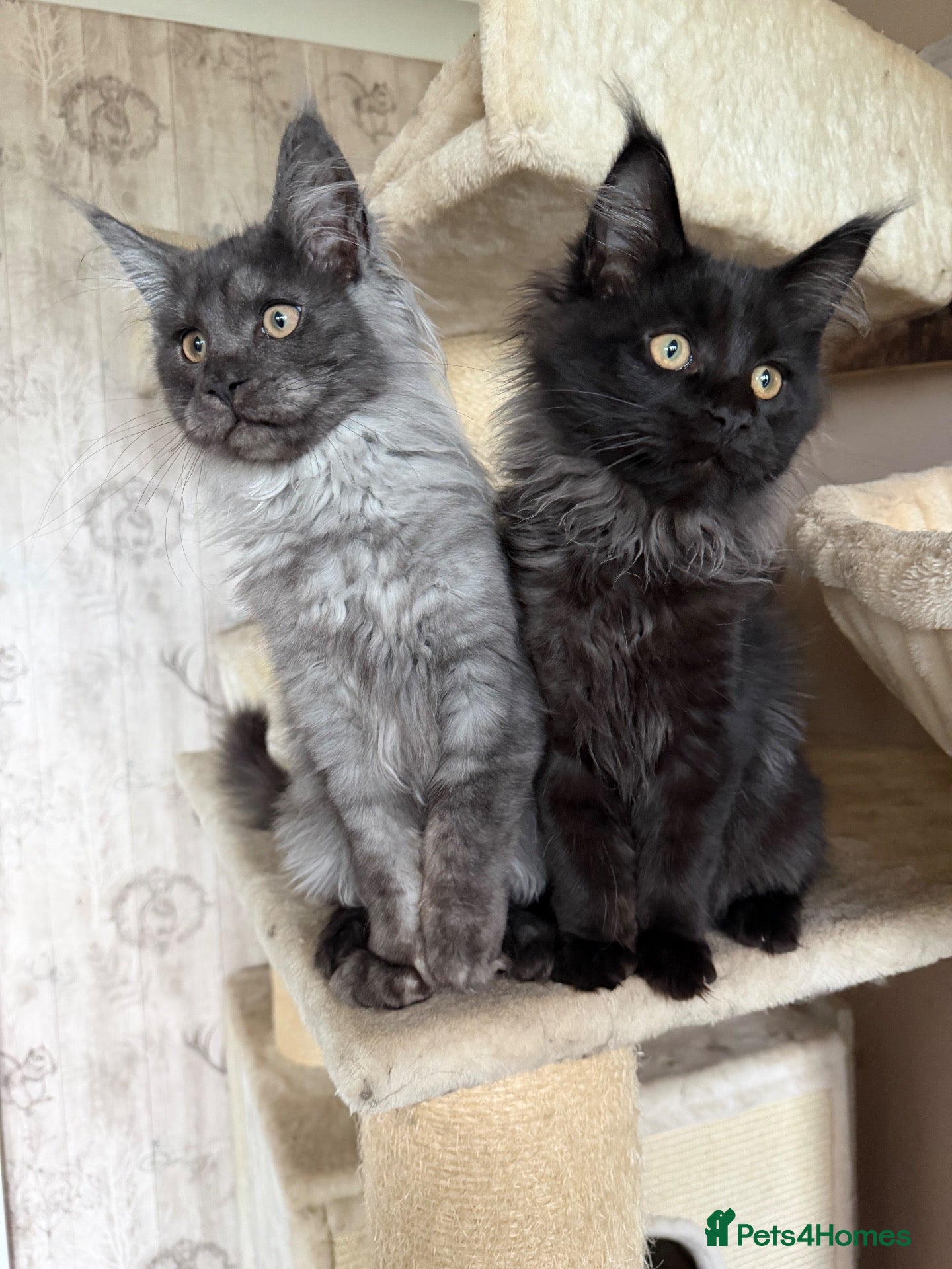Maine Coon cats Tica registered black smoked male Maine coon - Advert 2