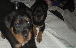 Rottweiler dogs for sale: Rottweiler pups beautiful  - Image 2
