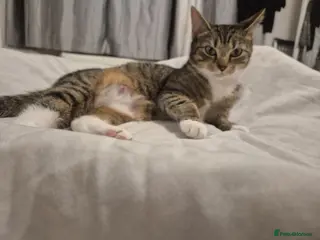 Mixed Breed cats Two black kittens Girl and Boy - Advert 7