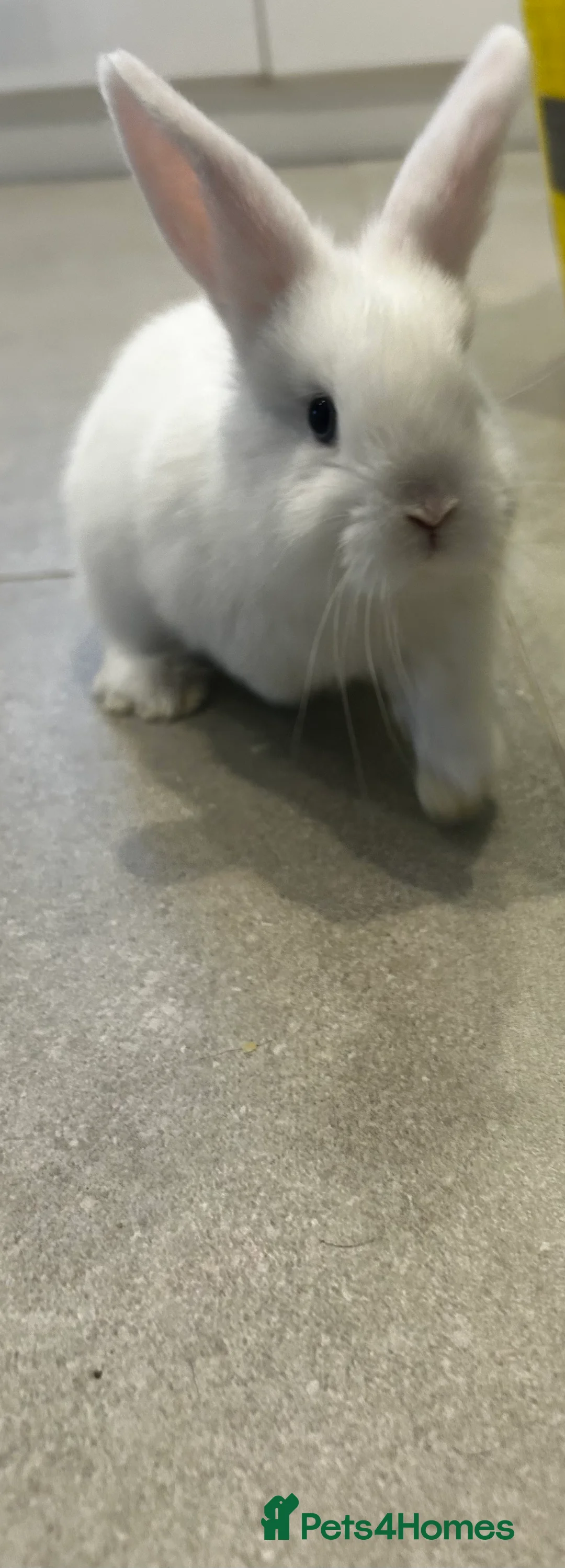 Mixed Breed rabbits for sale: Ready in a week mini lop x lop - Advert 3