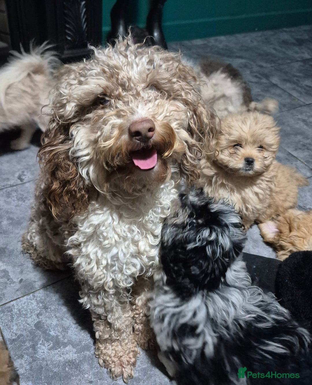 Mixed Breed dogs for sale: Peekapoo puppies, mum pekingese and dad a poodle. - Advert 8