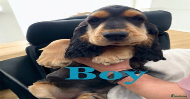 Cocker Spaniel dogs in Gainsborough - Advert 9