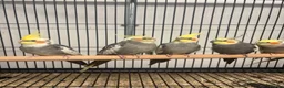 Cockatiels birds for sale: Stunning Various Young Cockatiels - Advert 2