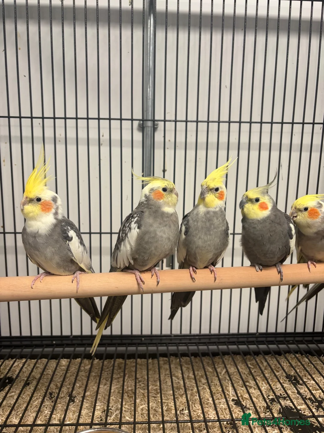 Cockatiels birds for sale: Stunning Various Young Cockatiels - Advert 2
