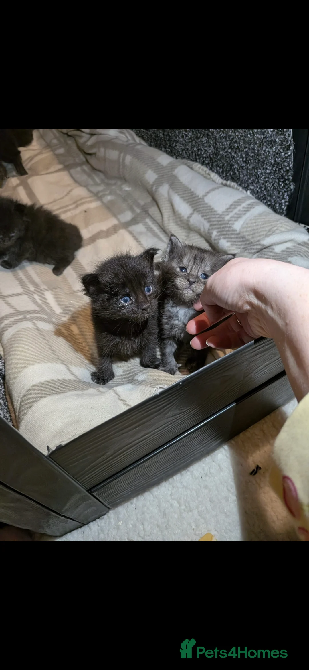 Maine Coon cats for sale: 7 beautiful maine coons for sale  - Advert 5