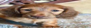 Miniature Dachshund 2