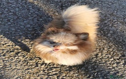 Pomeranian dogs for sale: Chocolate merle girl with blue eyes  - Image 2
