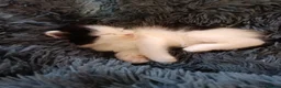 Maine Coon cats for sale: Beautiful Maine Coon babies looking for families - Advert 12