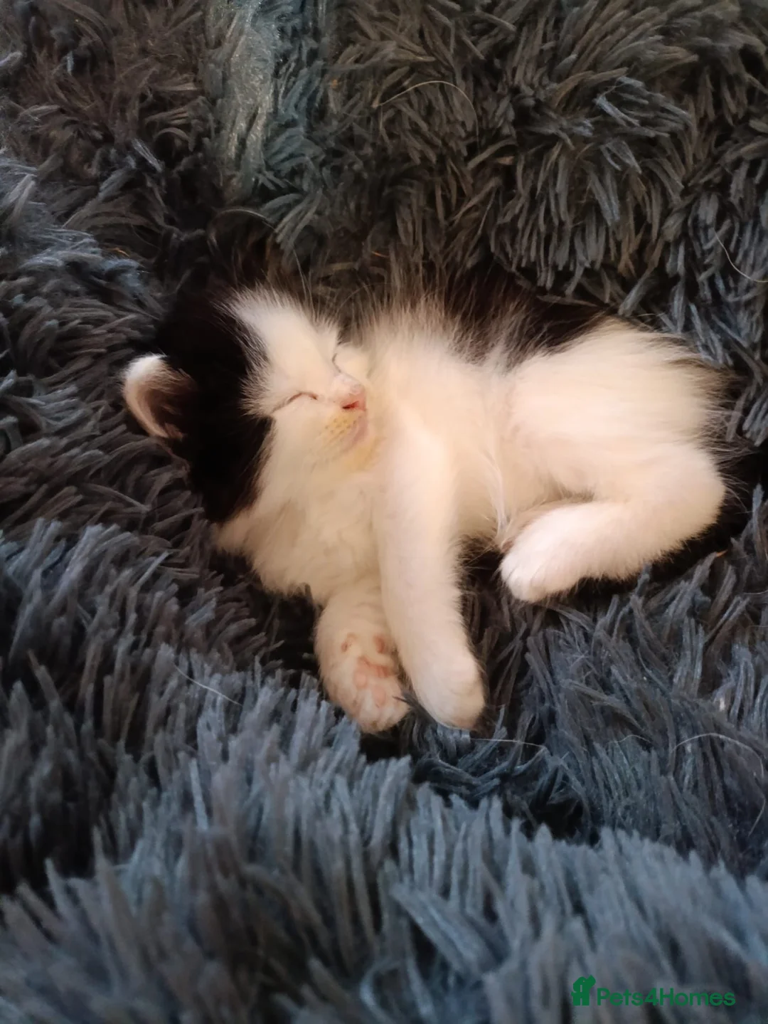 Maine Coon cats for sale: Beautiful Maine Coon babies looking for families - Advert 12