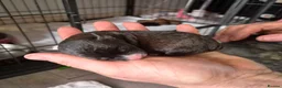 Jackapoo dogs for sale: Gorgeous jackapoo puppies 🐶  - Advert 13