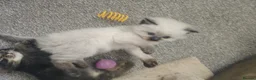 Persian cats for sale: Persian-Ragdoll Kittens - Affectionate and Fluffy - Advert 10