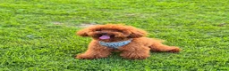 Toy Poodle dogs for stud: Handsome K.C Reg Red Toy poodle stud! - Advert 4