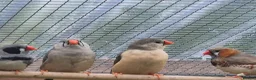 Finches birds for sale: Zebra finches - Advert 4
