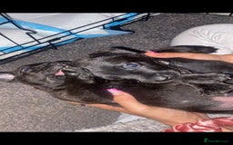 Patterdale Terrier dogs for sale: Patterdale puppies male  - Image 3