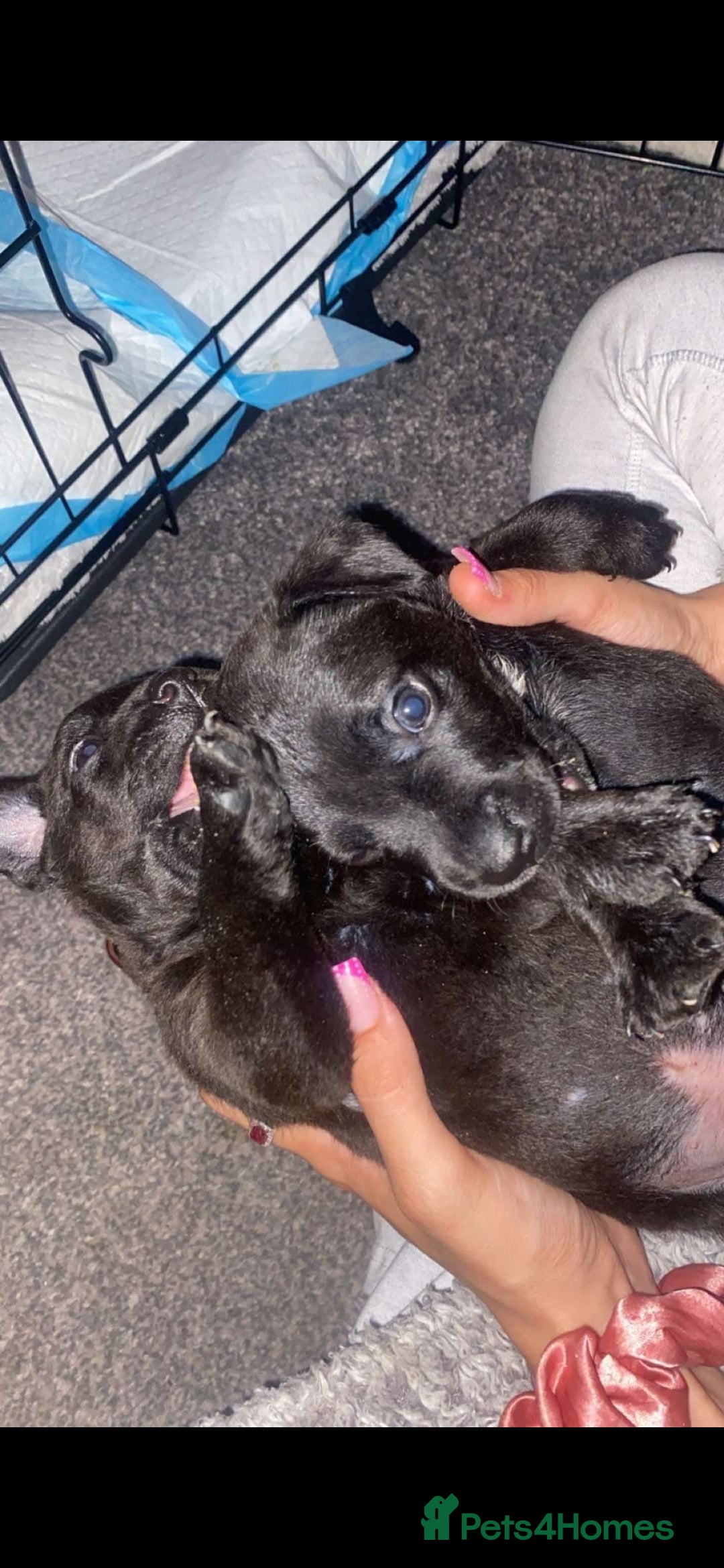Patterdale Terrier dogs for sale: Patterdale puppies male  - Image 3