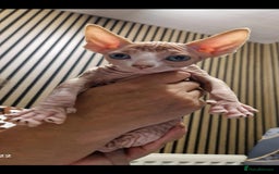 Sphynx cats for sale: Two beautiful little lions  - Advert 8