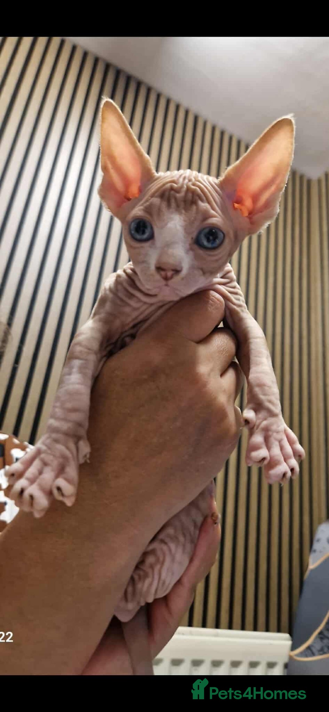 Sphynx cats for sale: Two beautiful little lions  - Advert 8