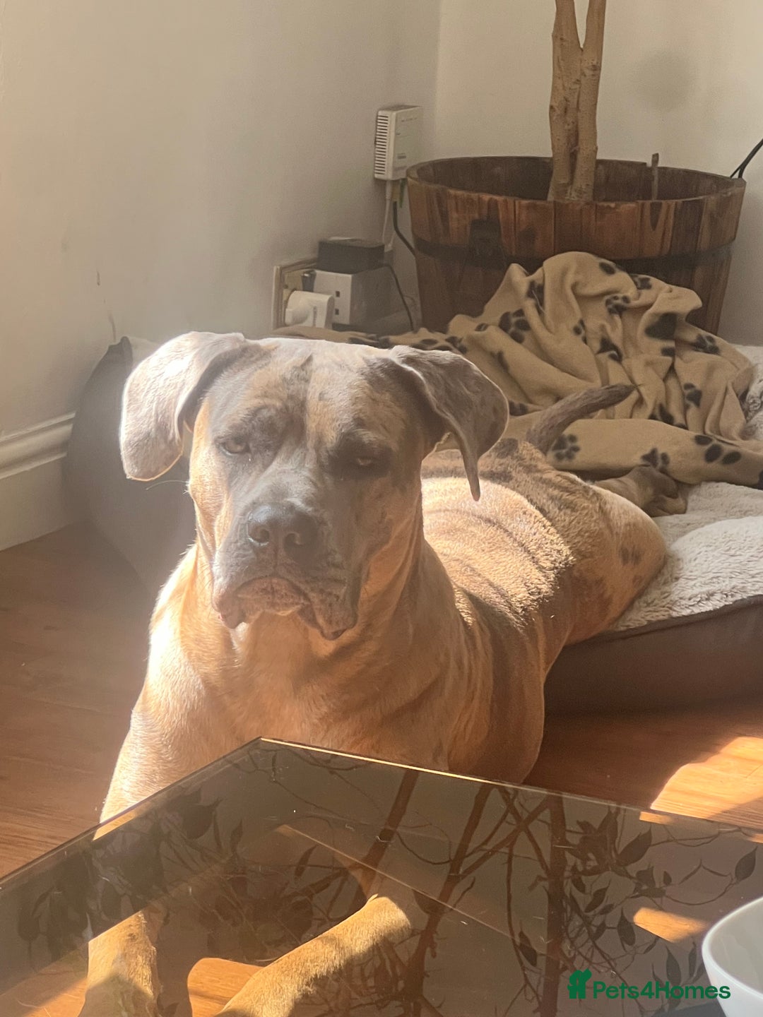 Mixed Breed dogs for sale: Lilly looking for a forever home  - Advert 5