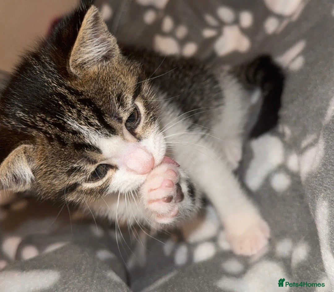 Mixed Breed cats for sale: beautiful kittens  - Advert 3