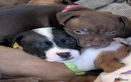 Mixed Breed dogs for sale: Beautiful American bulldog x staffie puppies  - Image 7
