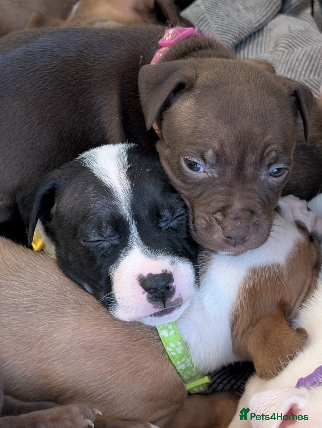 Mixed Breed dogs for sale: Beautiful American bulldog x staffie puppies  - Image 7