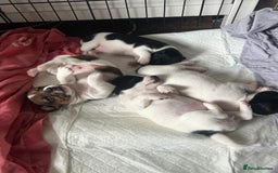 Jack Russell dogs for sale: Jack Russel puppies  - Image 15