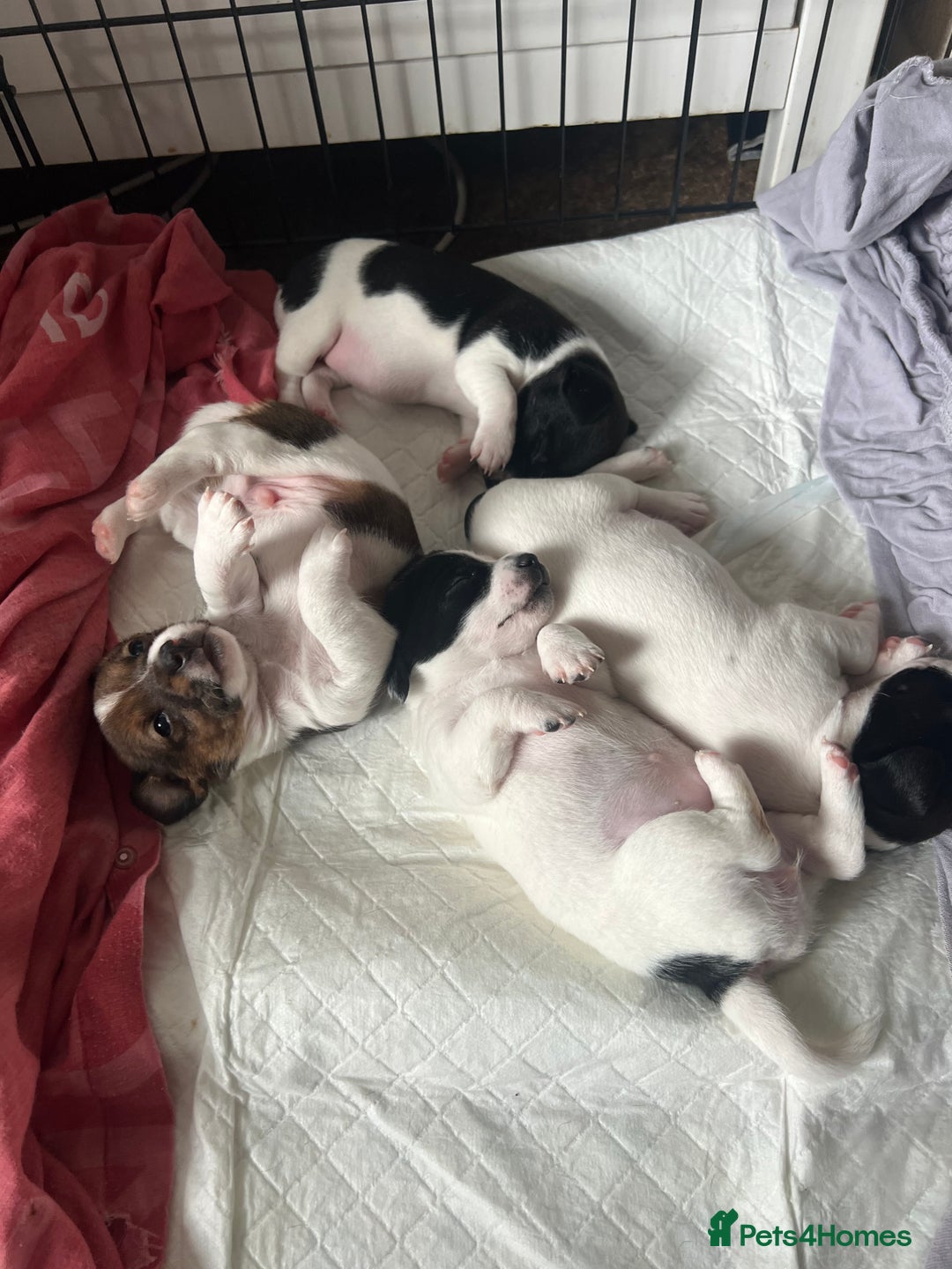 Jack Russell dogs for sale: Jack Russel puppies  - Image 15