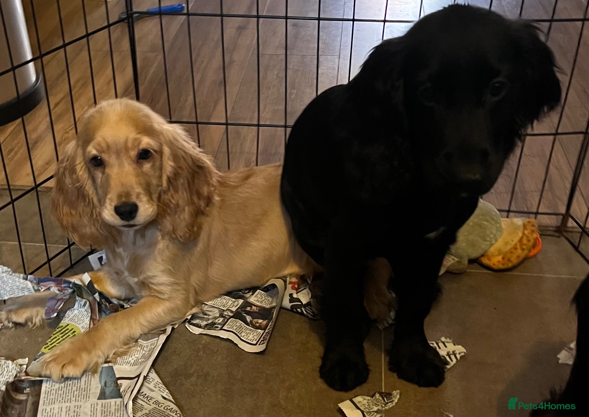 Cocker Spaniel dogs BEAUTIFUL COCKER SPANIEL PUPPIES  - Advert 14